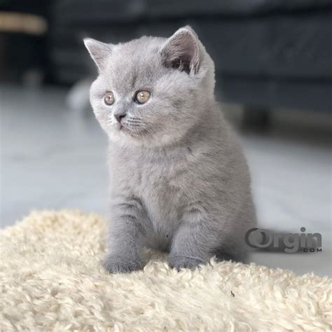 Mother is Scottish Fold family pet and father <strong>British Shorthair</strong> TICA registered. . British shorthair for sale near me